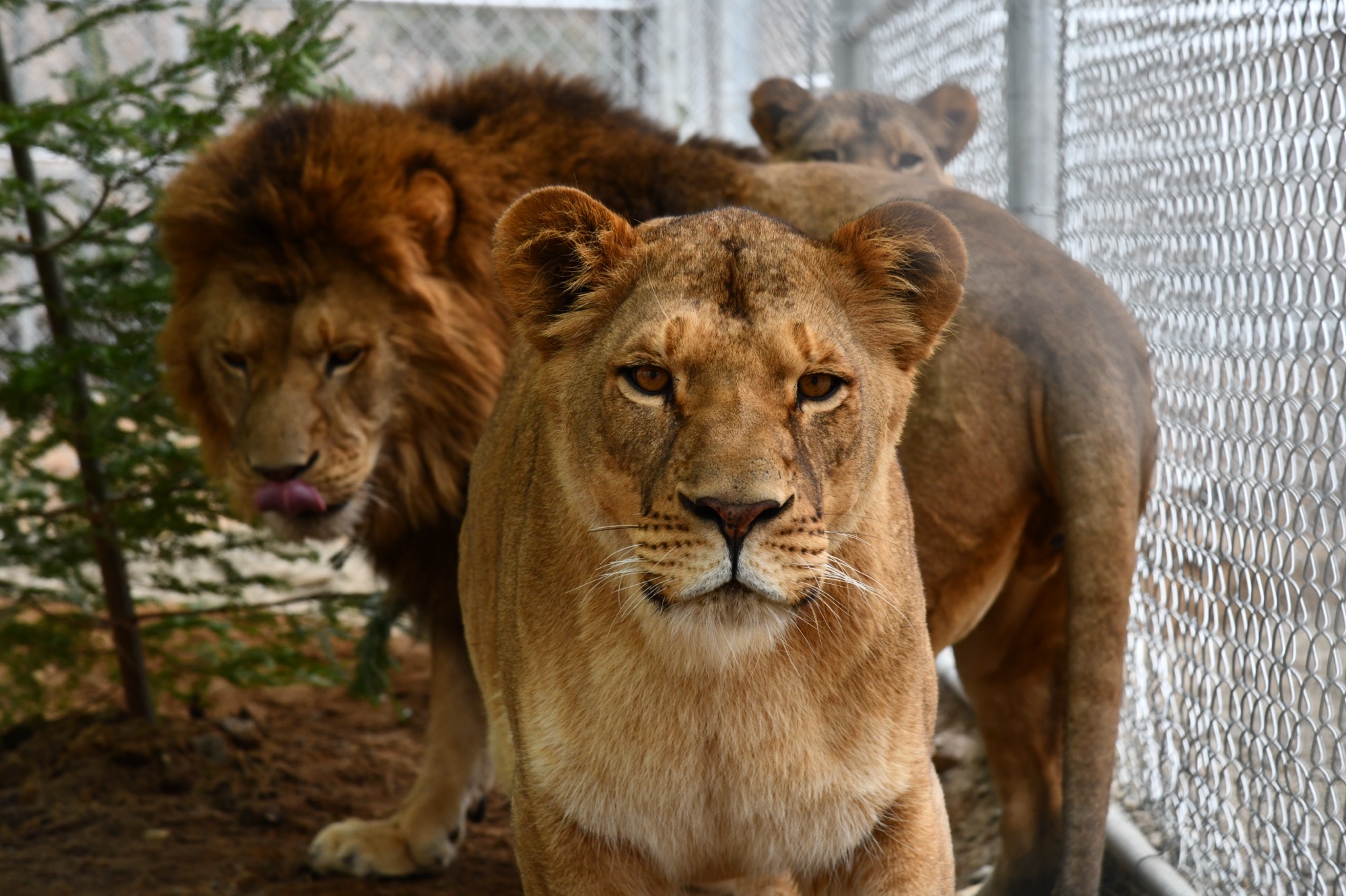 Seven Lions Rescued